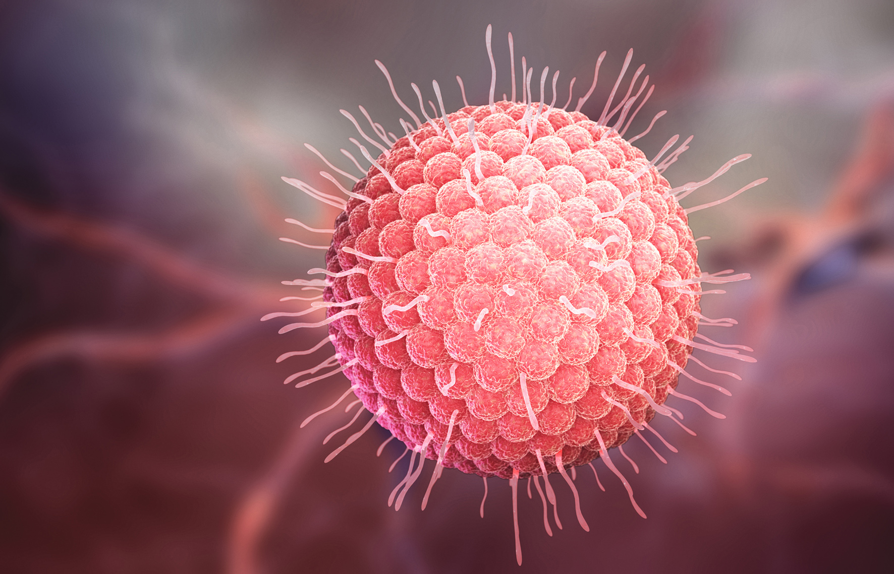 Herpes Virus